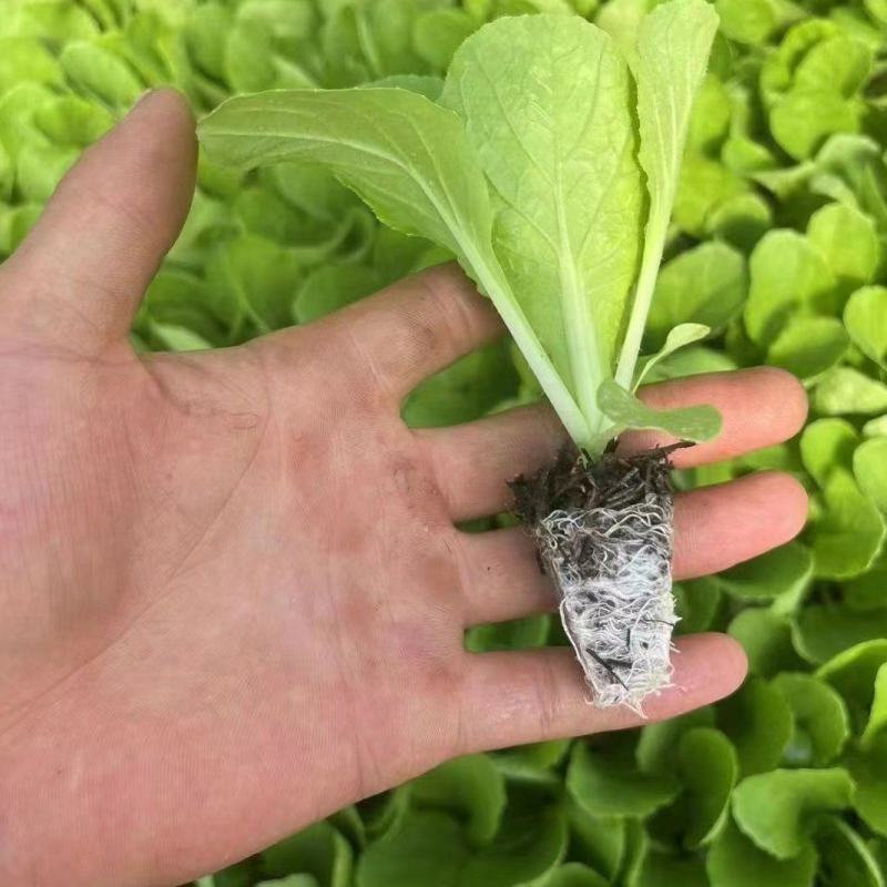 精品大白菜苗货源充足量大从优质量保证诚信经营欢迎咨询