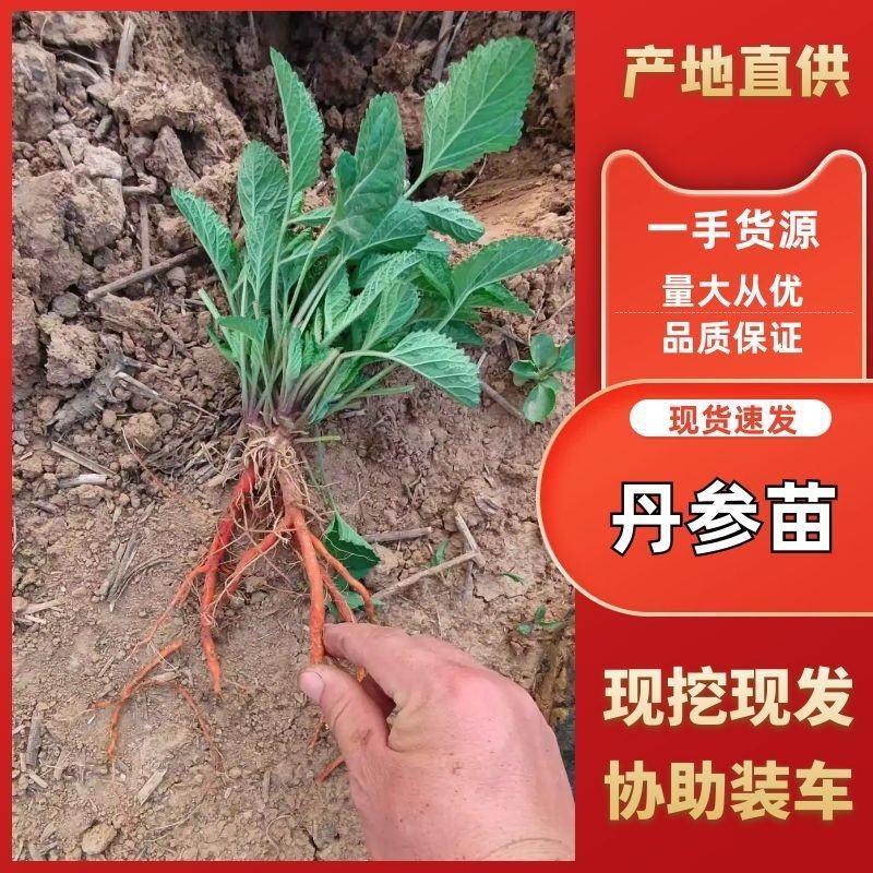 河南丹参苗品质保证诚信经营欢迎联系假一赔十
