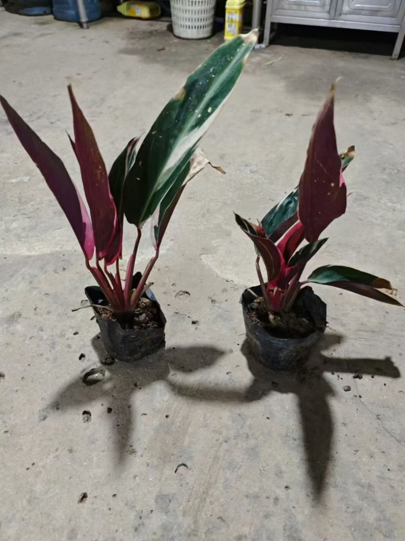 七彩竹芋小袋中袋基地直发规格齐全质量优质