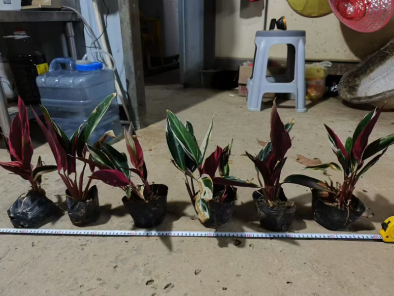七彩竹芋小袋中袋基地直发规格齐全质量优质