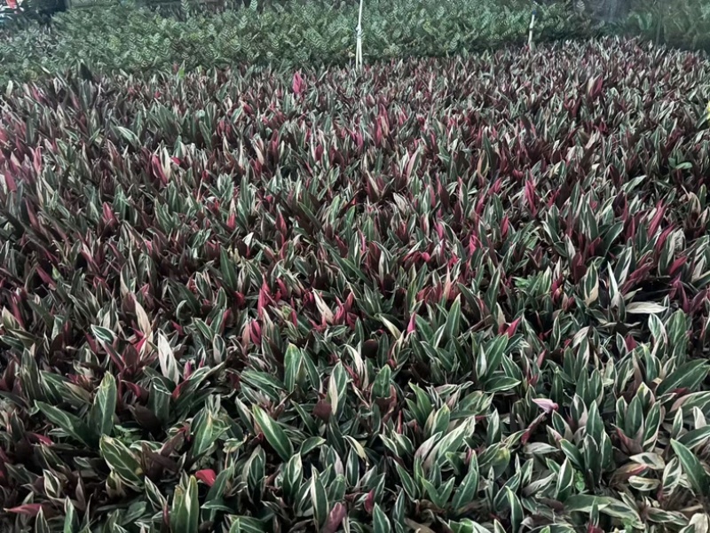 七彩竹芋小袋中袋基地直发规格齐全质量优质
