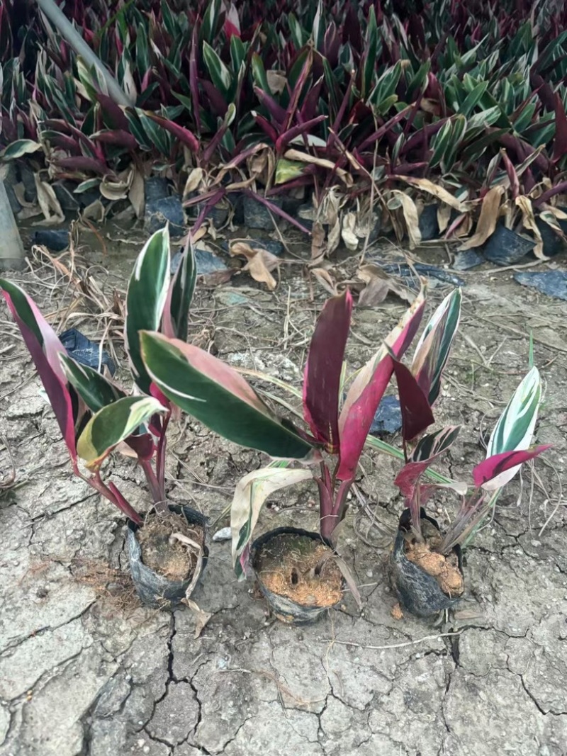 七彩竹芋小袋中袋基地直发规格齐全质量优质