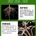 根结线虫专用根线虫根瘤病根肿病不伤根蔬菜果树农用防腐菌剂