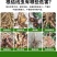 根结线虫专用根线虫根瘤病根肿病不伤根蔬菜果树农用防腐菌剂