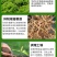 根结线虫专用根线虫根瘤病根肿病不伤根蔬菜果树农用防腐菌剂