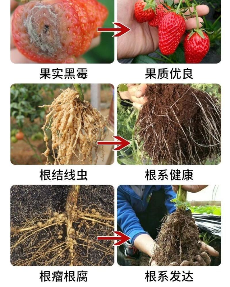 根结线虫专用根线虫根瘤病根肿病不伤根蔬菜果树农用防腐菌剂