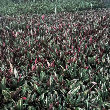 七彩竹芋小袋中袋基地直发规格齐全质量优质