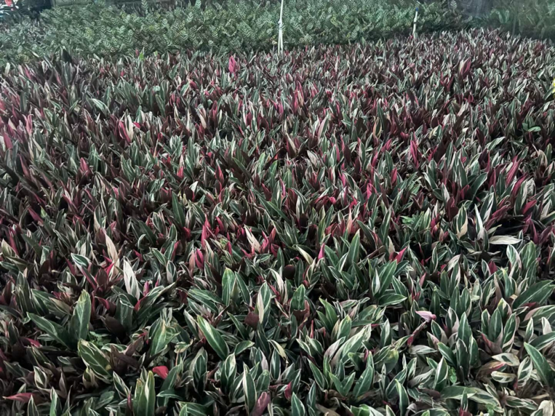 七彩竹芋小袋中袋基地直发规格齐全质量优质
