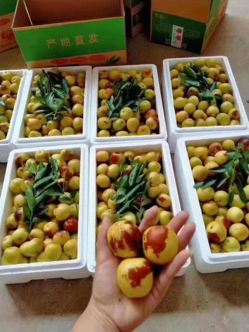 沾化大棚冬枣