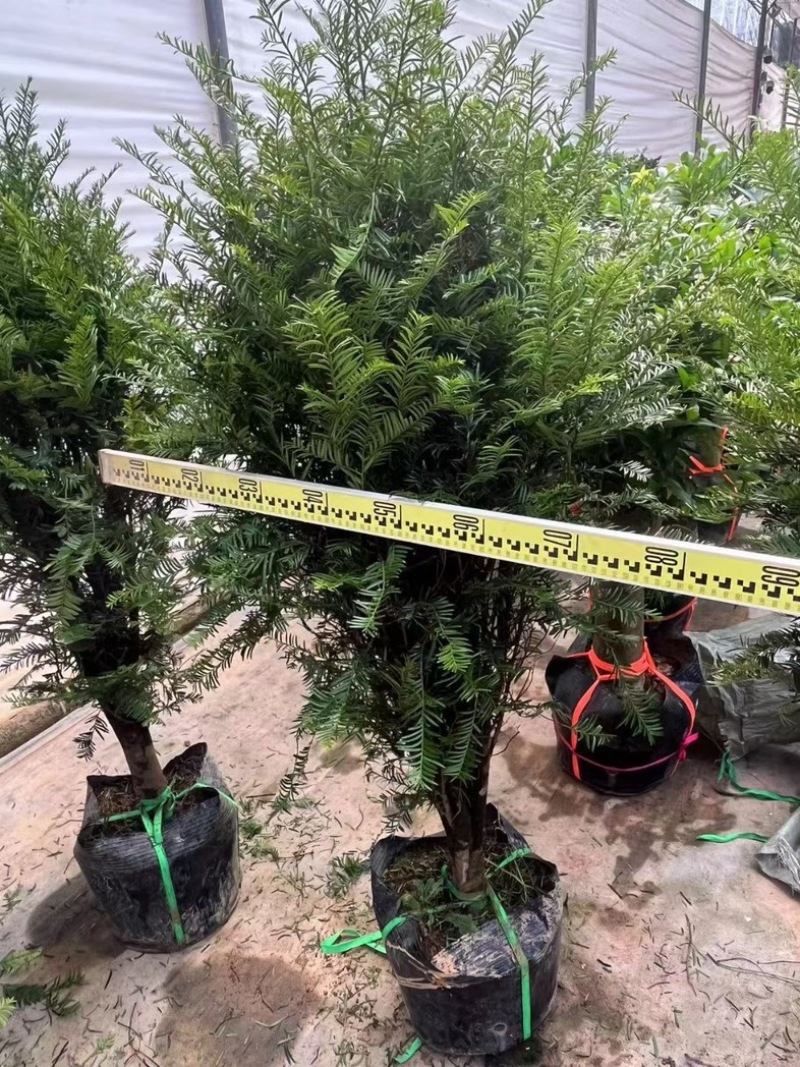 红豆杉80至2米高基地直发规格齐全质量优质