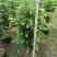 红豆杉80至2米高基地直发规格齐全质量优质