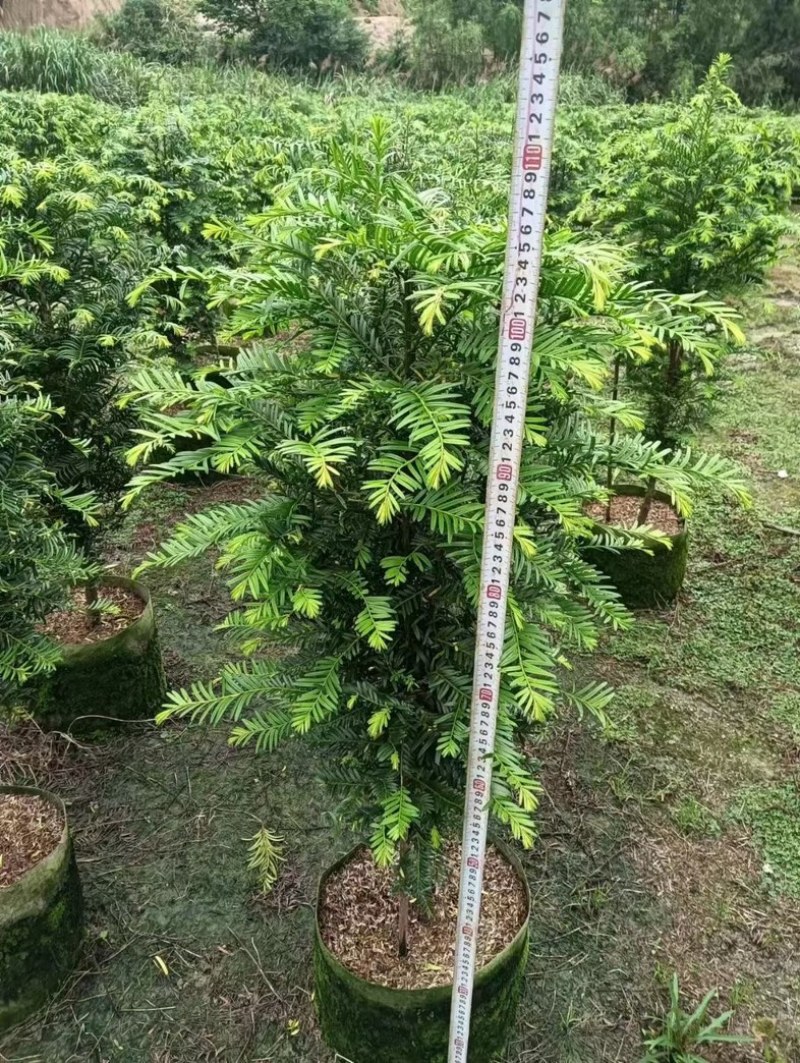 红豆杉80至2米高基地直发规格齐全质量优质