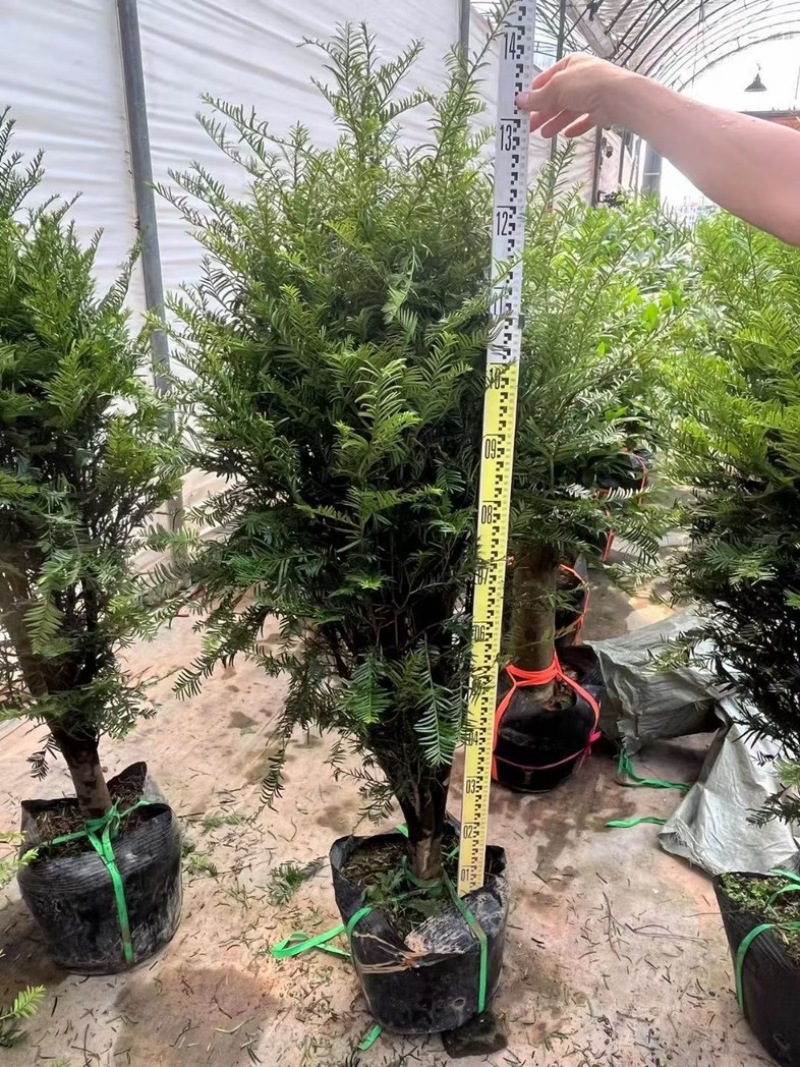 红豆杉80至2米高基地直发规格齐全质量优质