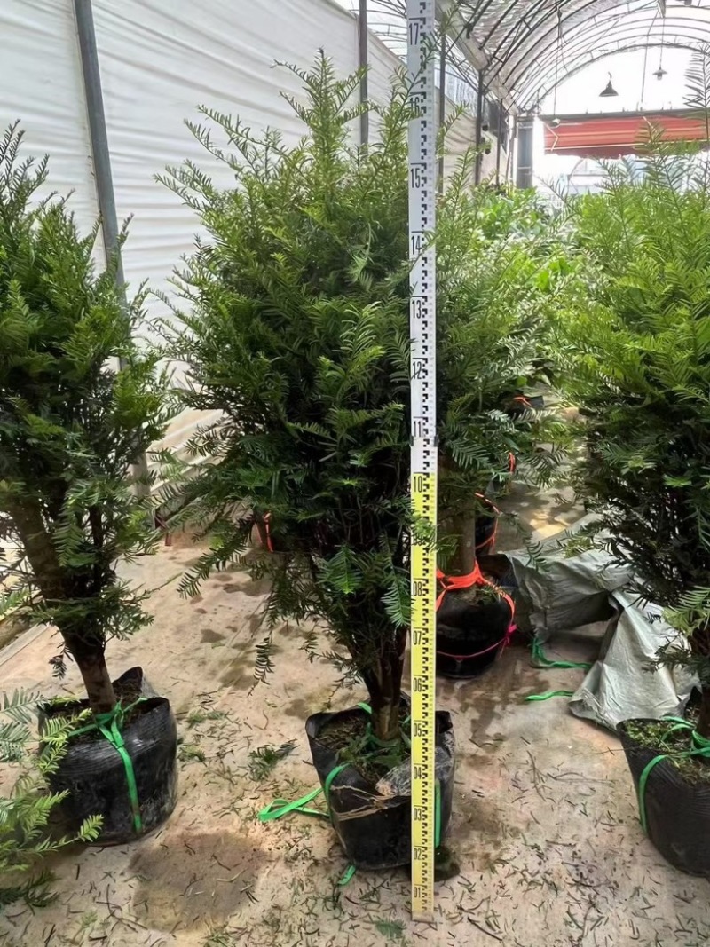 红豆杉80至2米高基地直发规格齐全质量优质