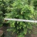 红豆杉80至2米高基地直发规格齐全质量优质