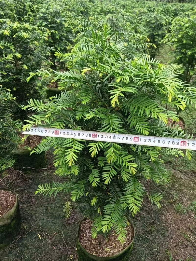 红豆杉80至2米高基地直发规格齐全质量优质