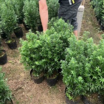 红豆杉80至2米高基地直发规格齐全质量优质
