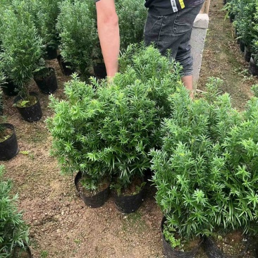 红豆杉80至2米高基地直发规格齐全质量优质