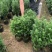 红豆杉80至2米高基地直发规格齐全质量优质