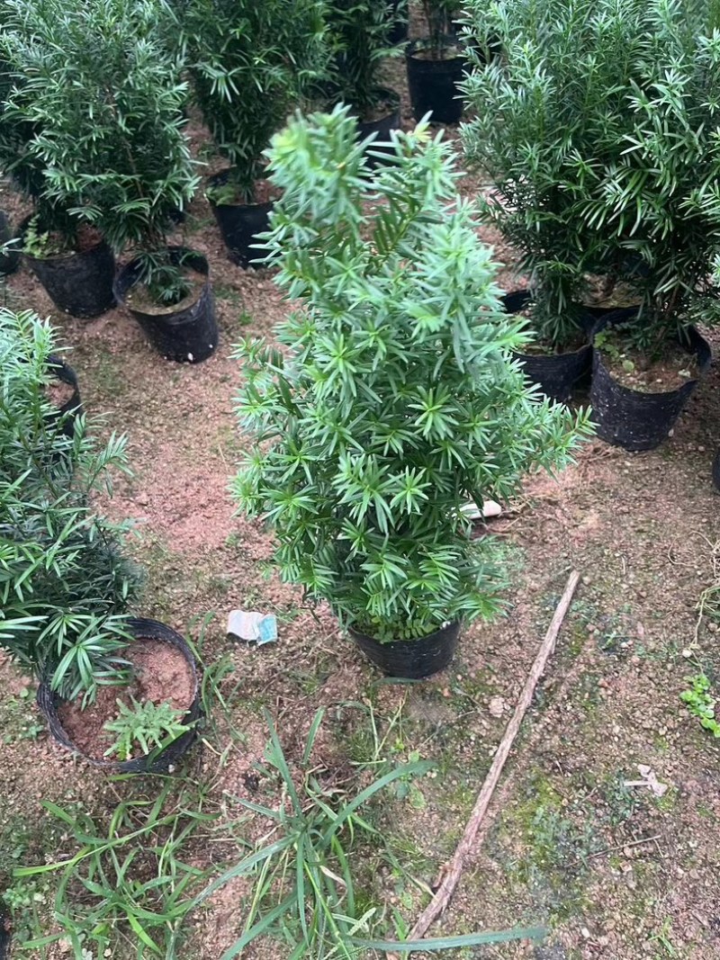 红豆杉80至2米高基地直发规格齐全质量优质