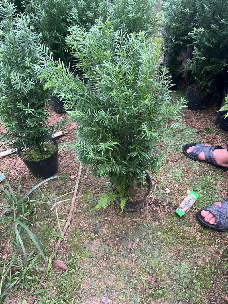 红豆杉80至2米高基地直发规格齐全质量优质