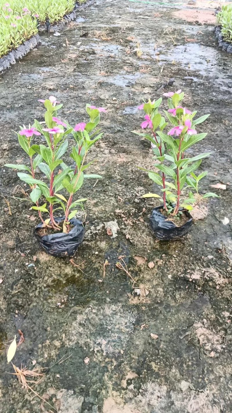 长春花小袋中袋基地直发规格齐全质量优质