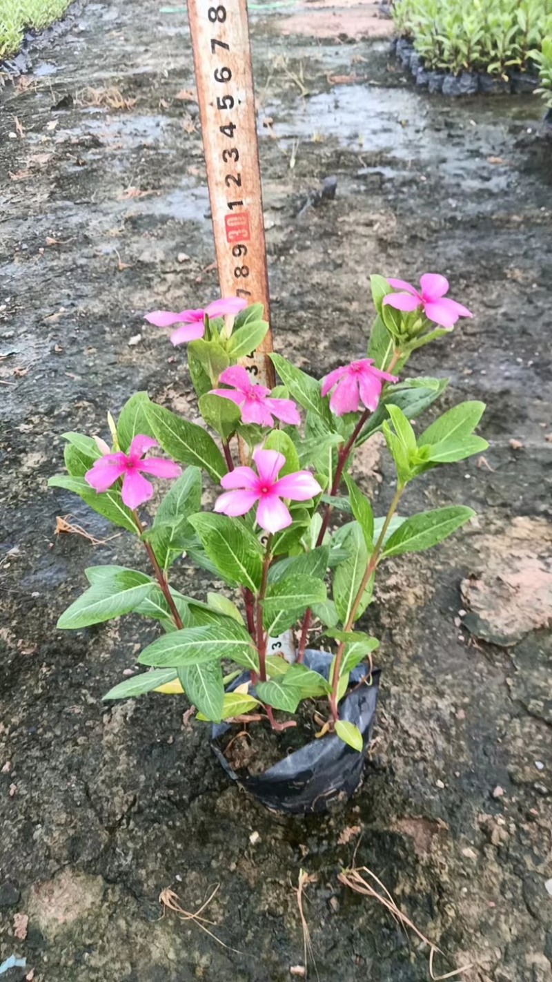 长春花小袋中袋基地直发规格齐全质量优质