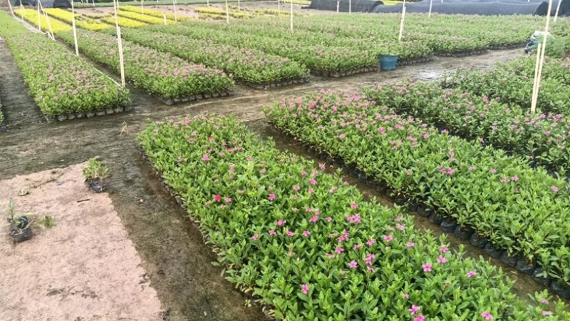 长春花小袋中袋基地直发规格齐全质量优质