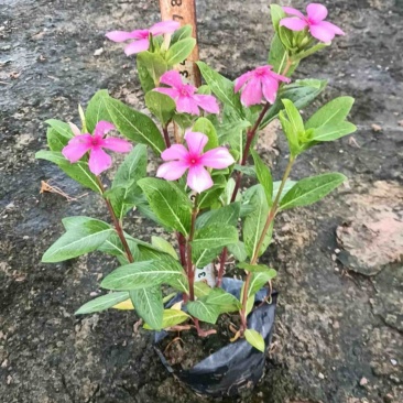 长春花小袋中袋基地直发规格齐全质量优质