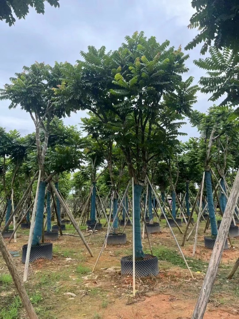 麻楝骨架10～20公分基地直发规格齐全质量优质
