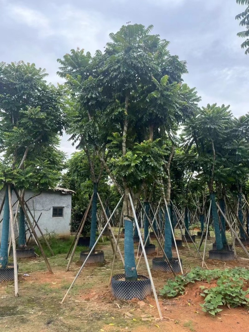 麻楝骨架10～20公分基地直发规格齐全质量优质