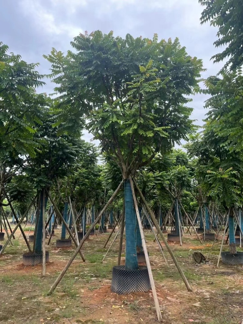 麻楝骨架10～20公分基地直发规格齐全质量优质