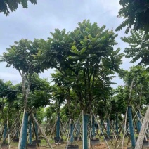 麻楝骨架10～20公分基地直发规格齐全质量优质