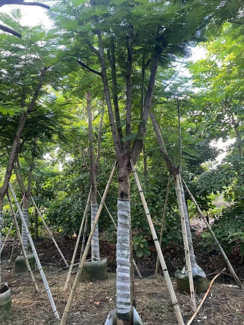 凤凰木12～15公分基地直发规格齐全质量优质