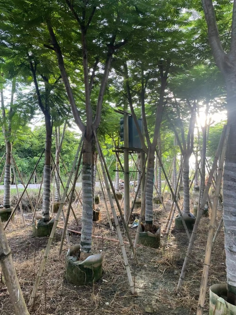 凤凰木12～15公分基地直发规格齐全质量优质