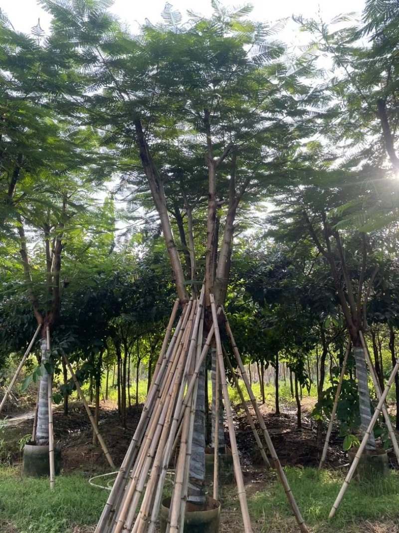 凤凰木12～15公分基地直发规格齐全质量优质