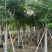凤凰木12～15公分基地直发规格齐全质量优质