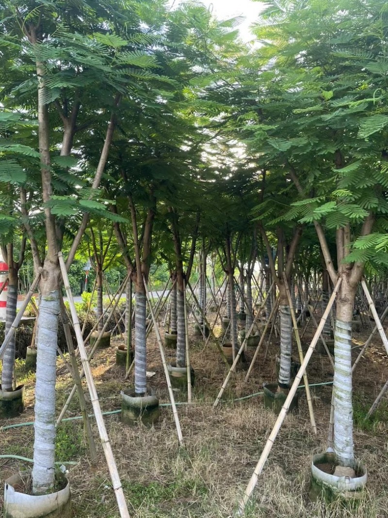 凤凰木12～15公分基地直发规格齐全质量优质