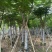 凤凰木12～15公分基地直发规格齐全质量优质