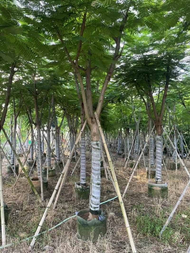 凤凰木12～15公分基地直发规格齐全质量优质