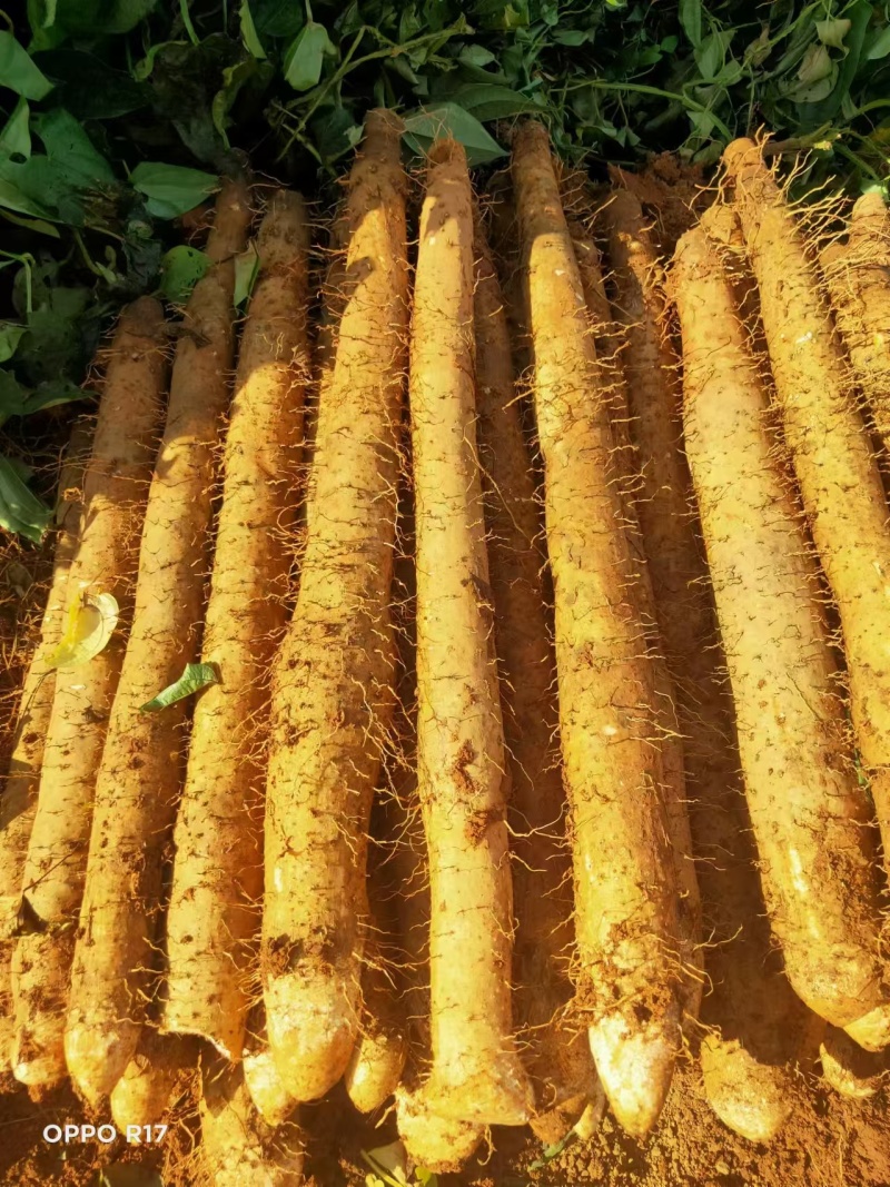 广西淮山药，白鬼，黑鬼，滚地龙粉糯香甜，产地直发。