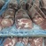 黑猪四号肉，300天慢养黑猪肉，无抗黑毛土猪肉