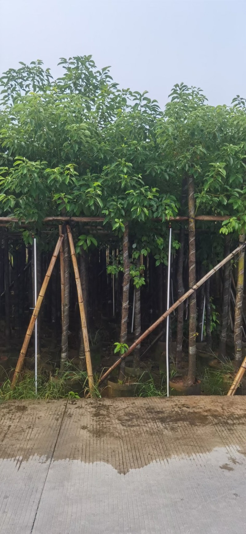 光杆香樟5～15公分基地直发规格齐全质量优质