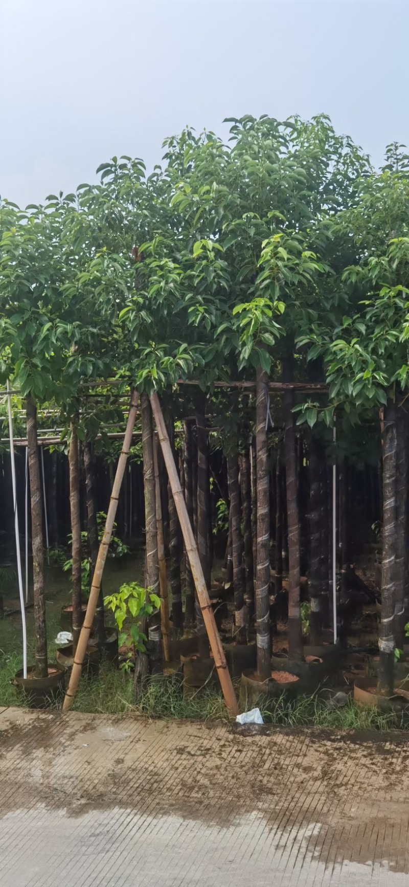 光杆香樟5～15公分基地直发规格齐全质量优质