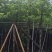 光杆香樟5～15公分基地直发规格齐全质量优质