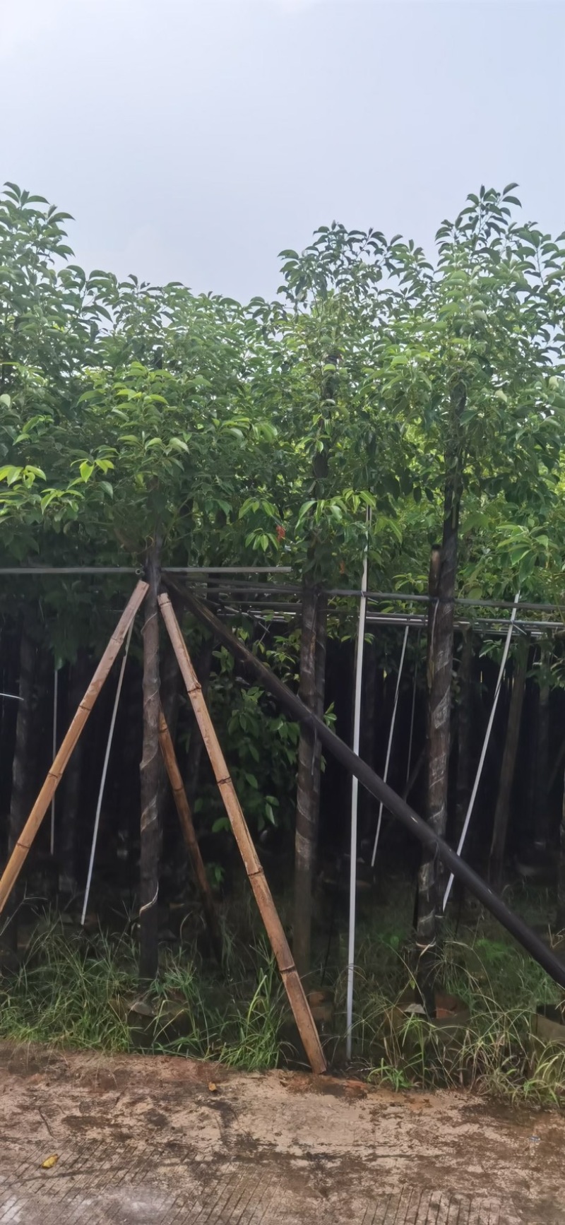 光杆香樟5～15公分基地直发规格齐全质量优质