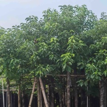 光杆香樟5～15公分基地直发规格齐全质量优质