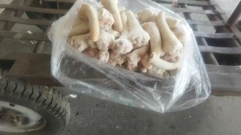 短尾
