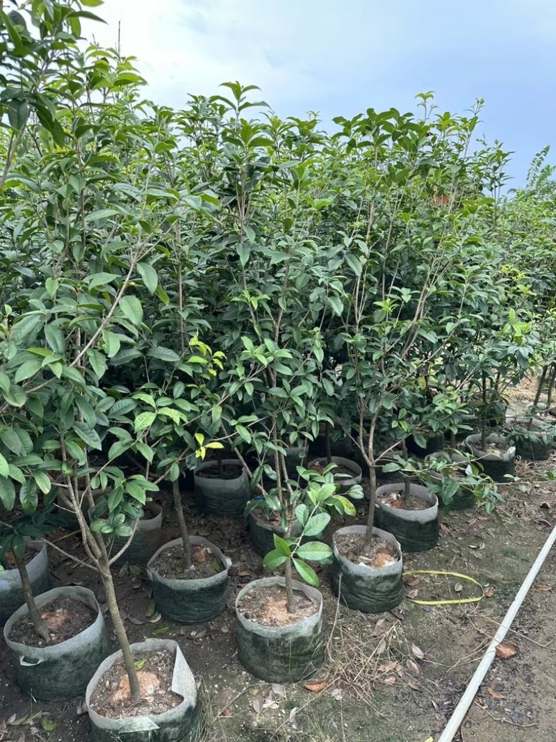 桂花1至3米高基地直发规格齐全质量优质