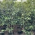 桂花1至3米高基地直发规格齐全质量优质